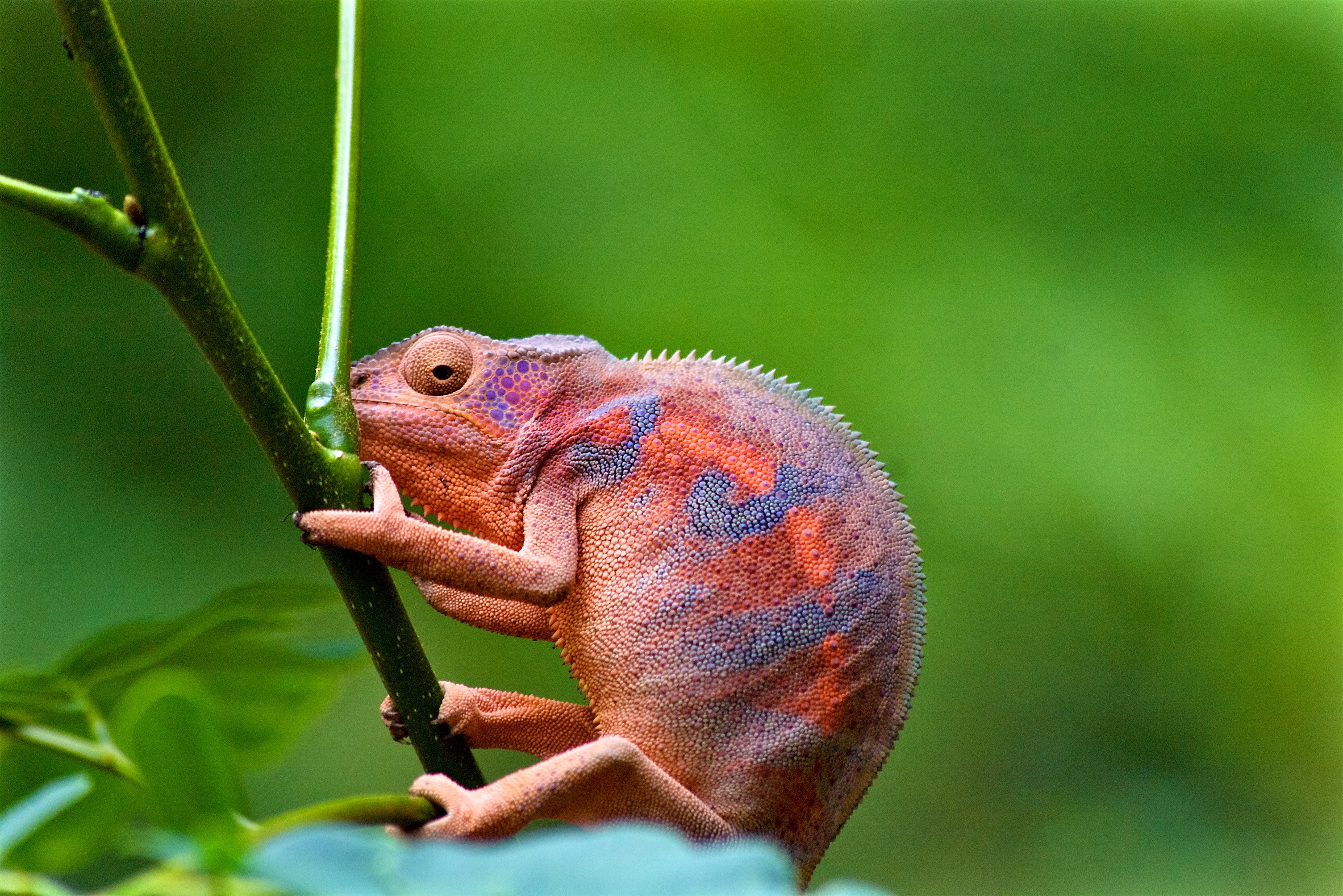 Merveilles de la nature